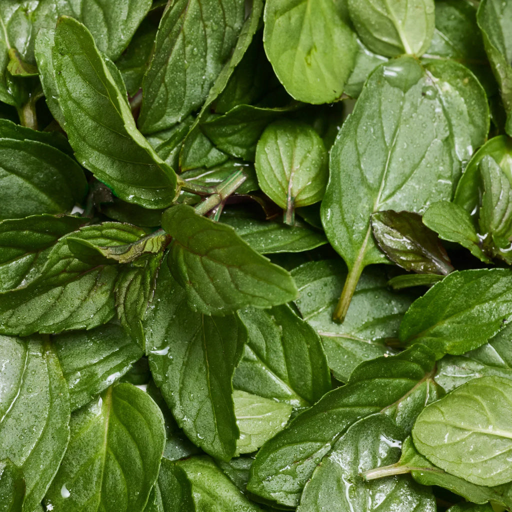 Fresh green mint leaves overlap each other, showcasing vibrant color and texture, promoting natural ingredients ideal for Dr. Bronners peppermint castile soap, a sustainable, biodegradable, and eco friendly product choice [5 oz]
