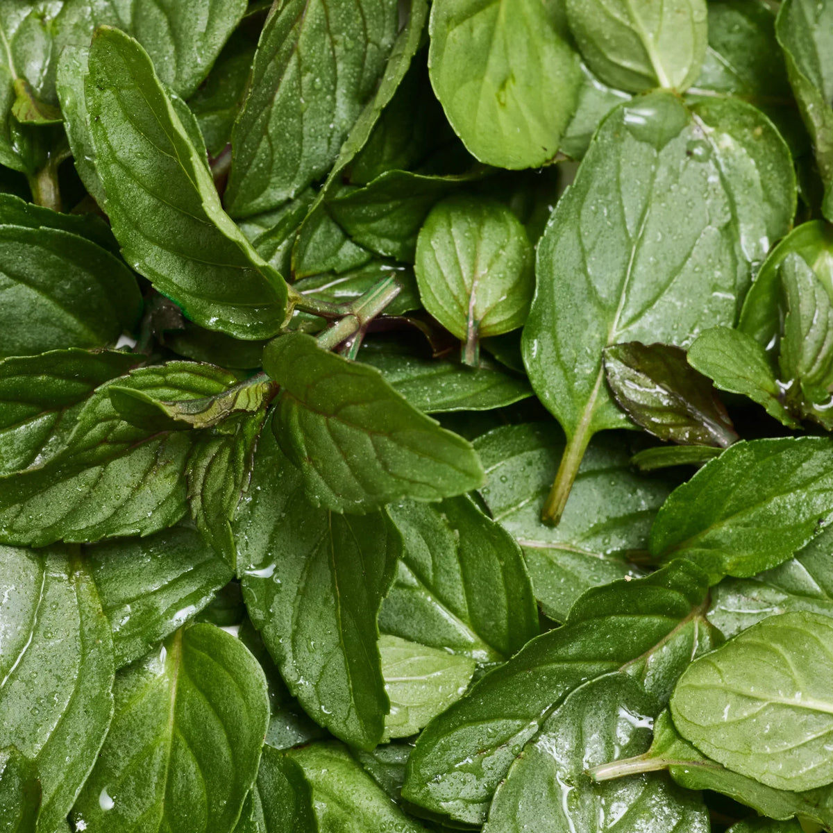 Fresh green mint leaves overlap each other, showcasing vibrant color and texture, promoting natural ingredients ideal for Dr. Bronners peppermint castile soap, a sustainable, biodegradable, and eco friendly product choice [5 oz]