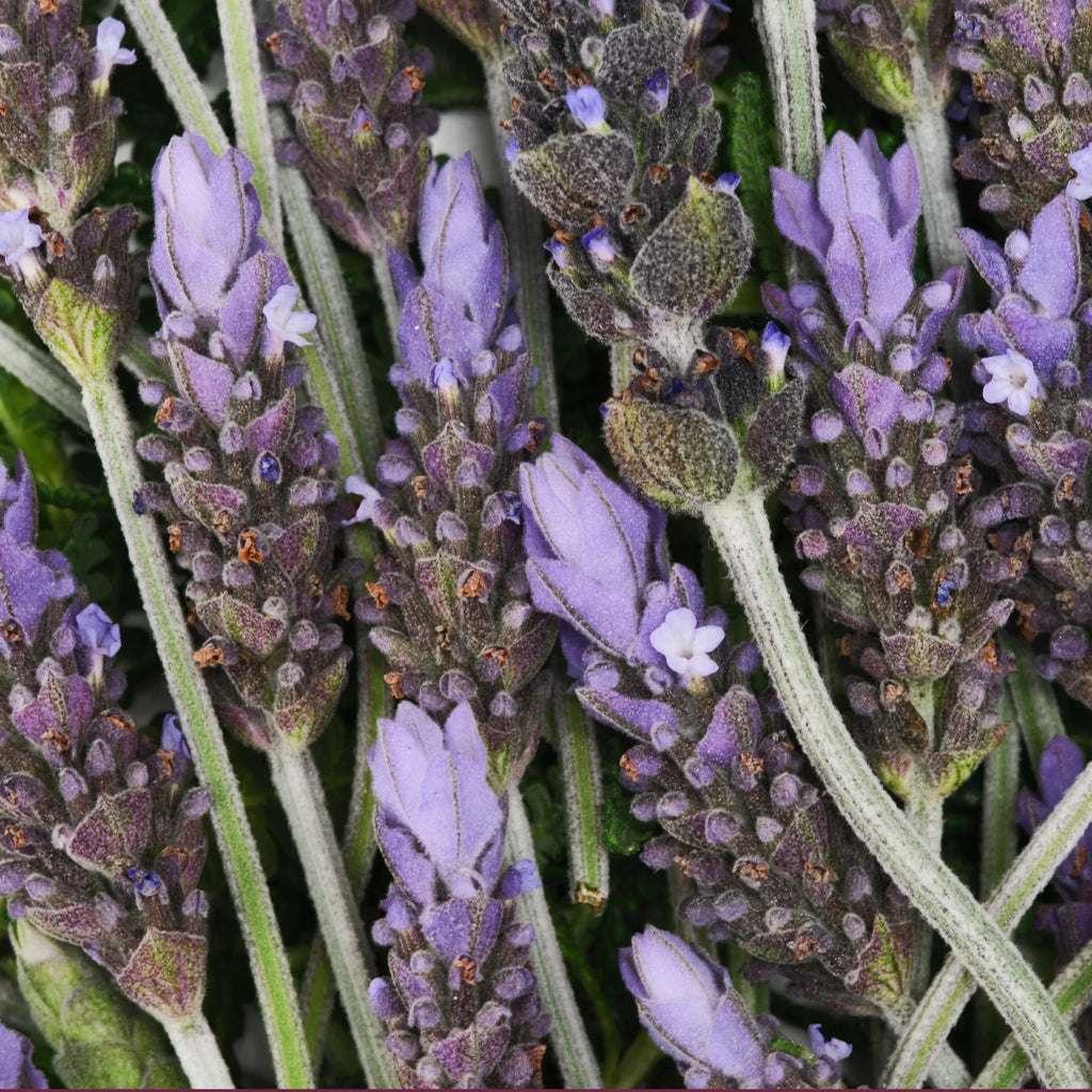 Lavender flowers cluster densely with vibrant purple petals and green stems, evoking a soothing atmosphere. Ideal for promoting natural body care products like Dr. Bronners lavender Castile soap [5 oz]